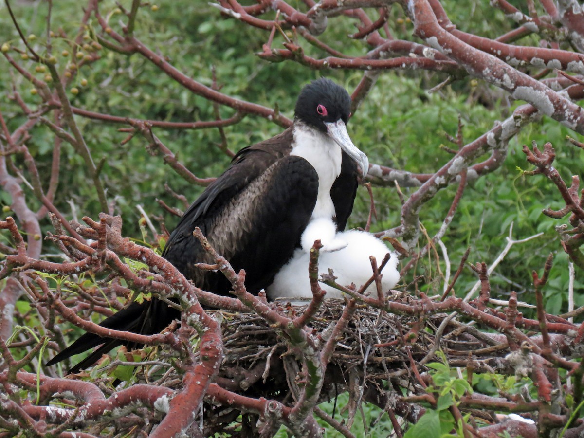 Great Frigatebird - ML642761241