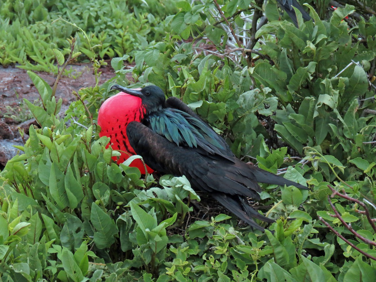 Great Frigatebird - ML642761242