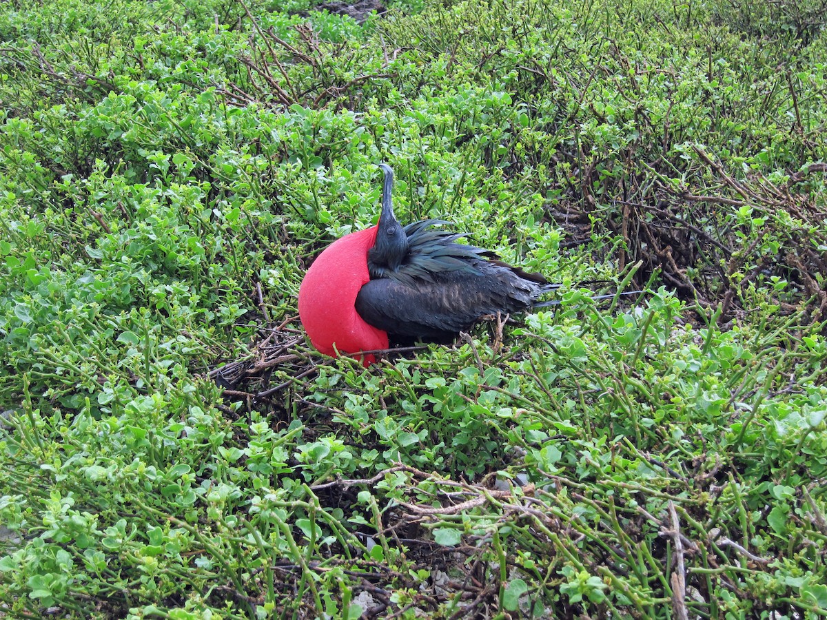 Great Frigatebird - ML642761244