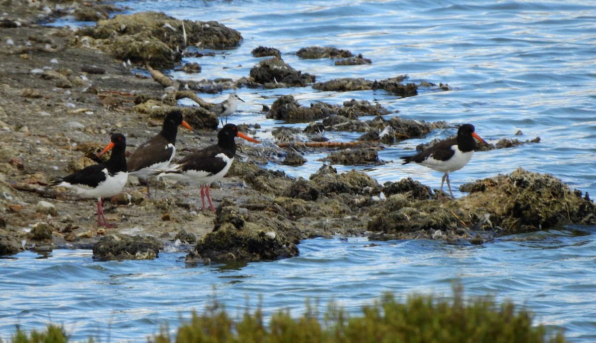 Eurasian Oystercatcher - ML642761247