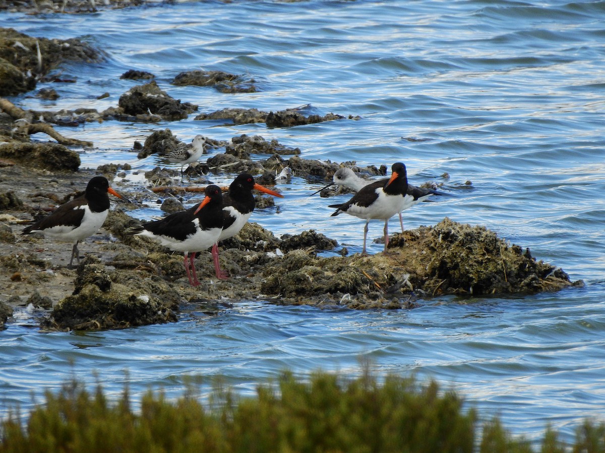 Eurasian Oystercatcher - ML642761248