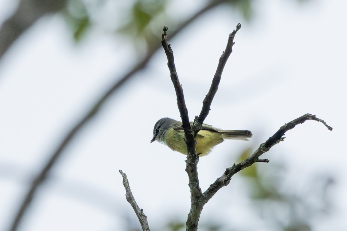 Sooty-headed Tyrannulet - ML642761258