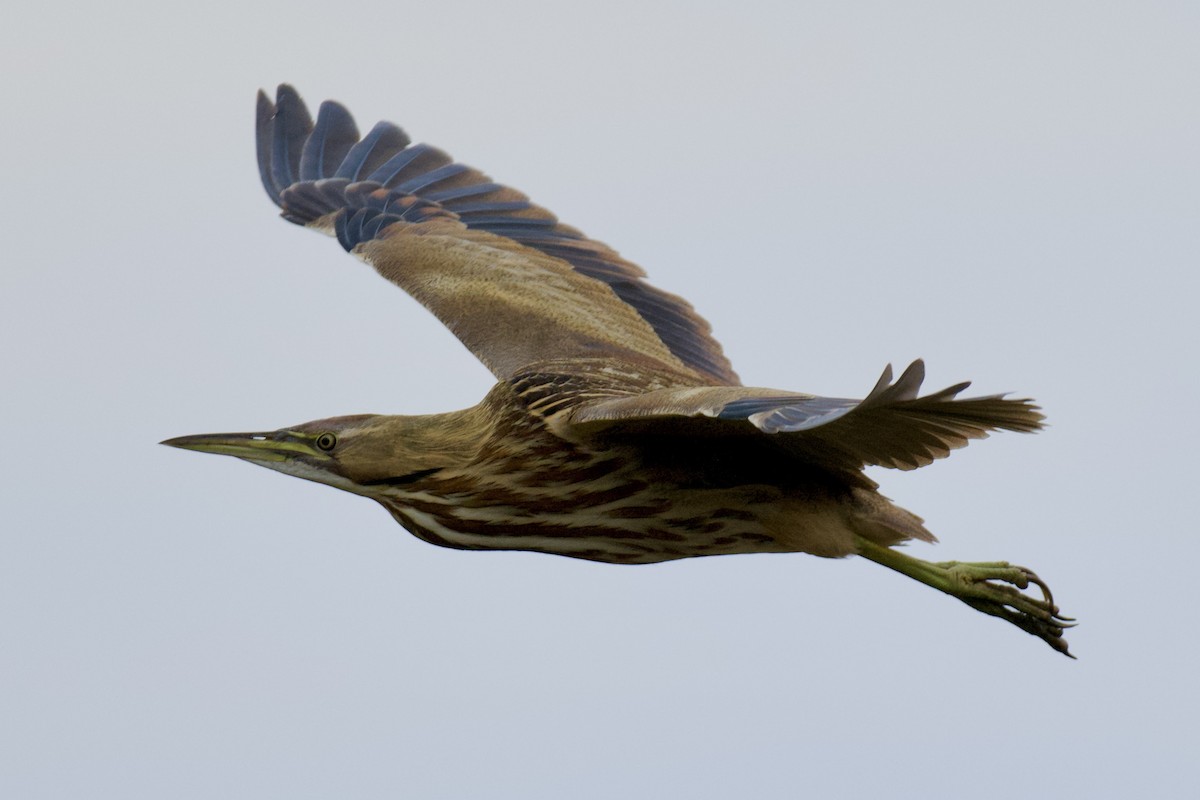 American Bittern - ML642761263