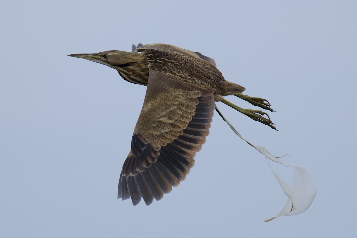 American Bittern - ML642761264
