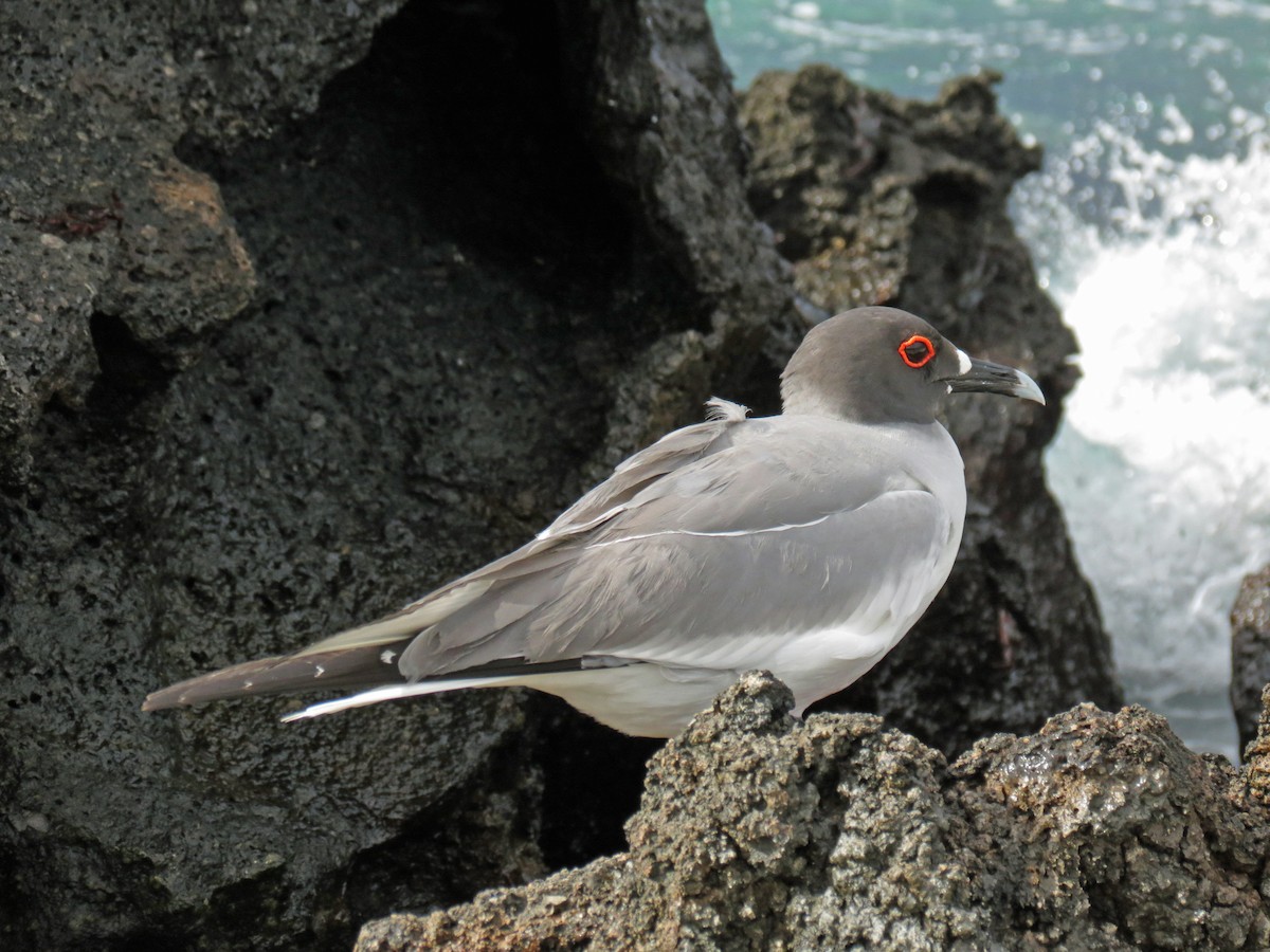 Swallow-tailed Gull - ML642761268