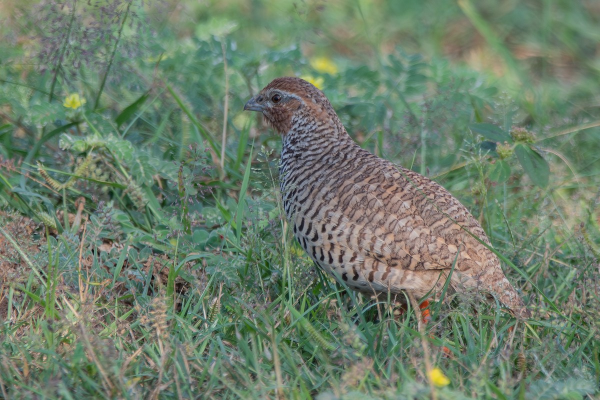 Rock Bush-Quail - ML642761282