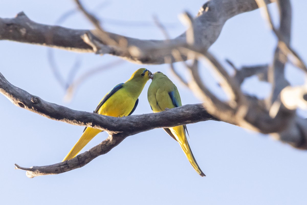 Elegant Parrot - ML642761292