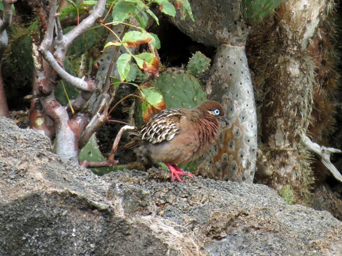 Galapagos Dove - ML642761293