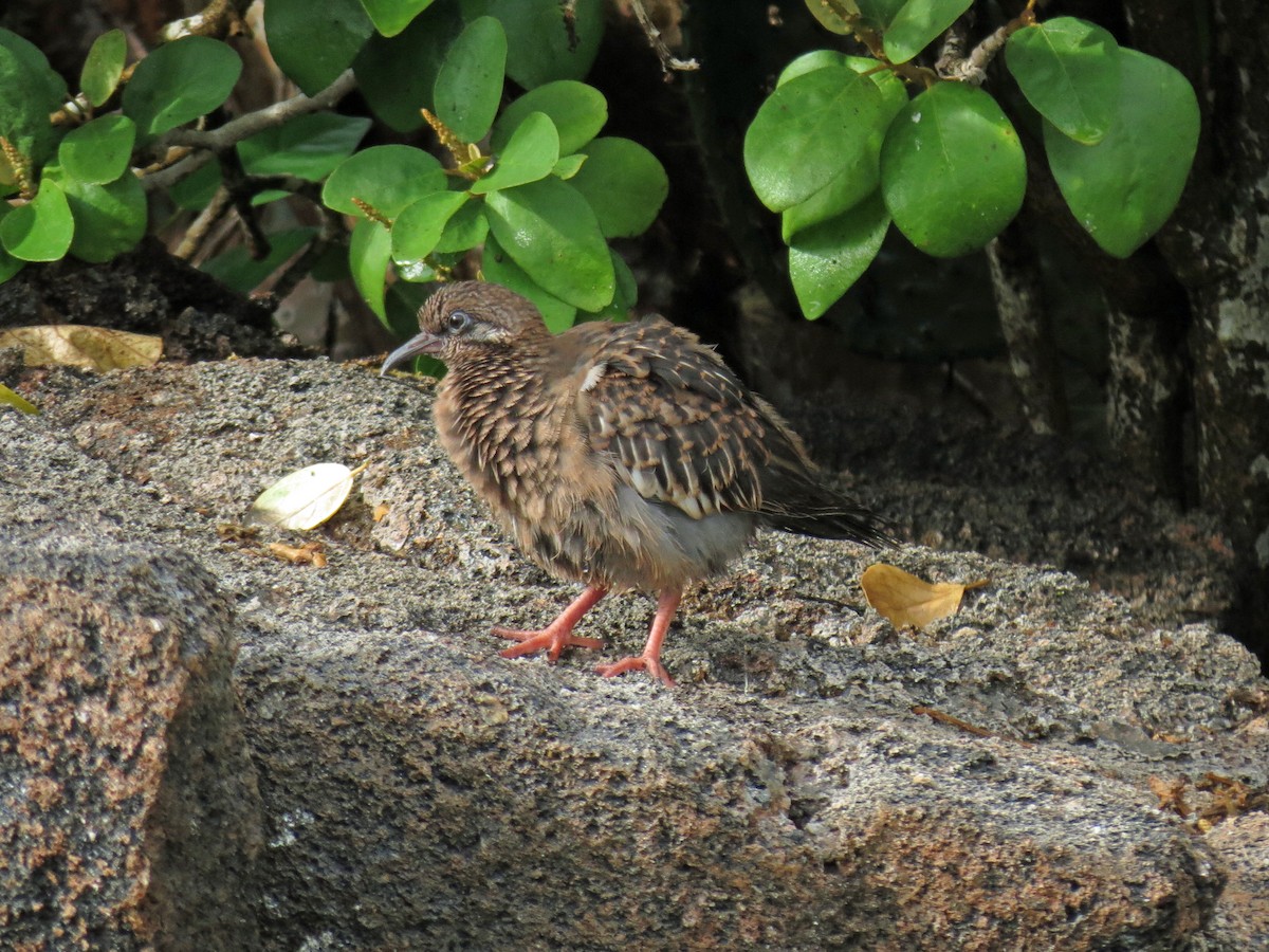 Galapagos Dove - ML642761294