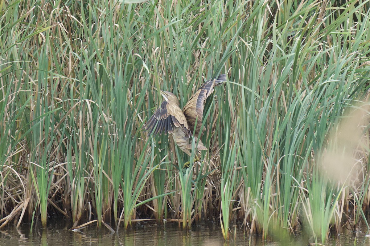 American Bittern - ML642761298