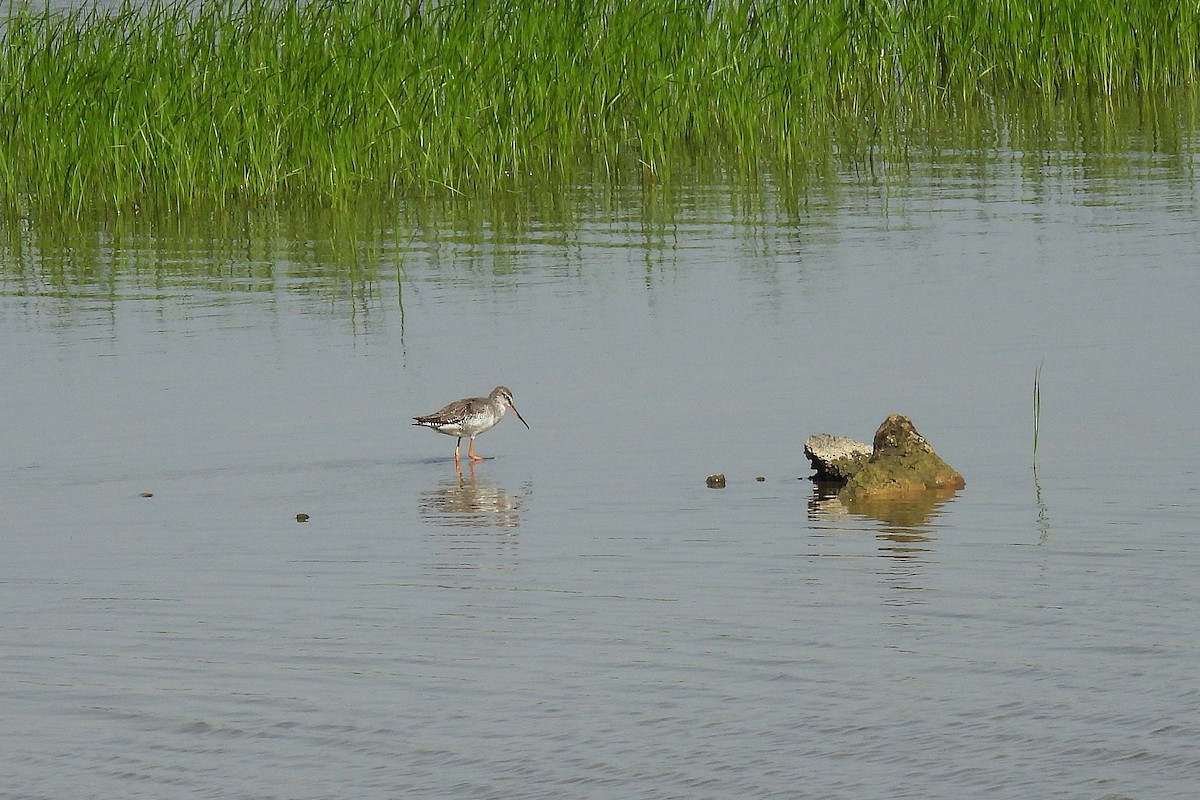 Spotted Redshank - ML642761303