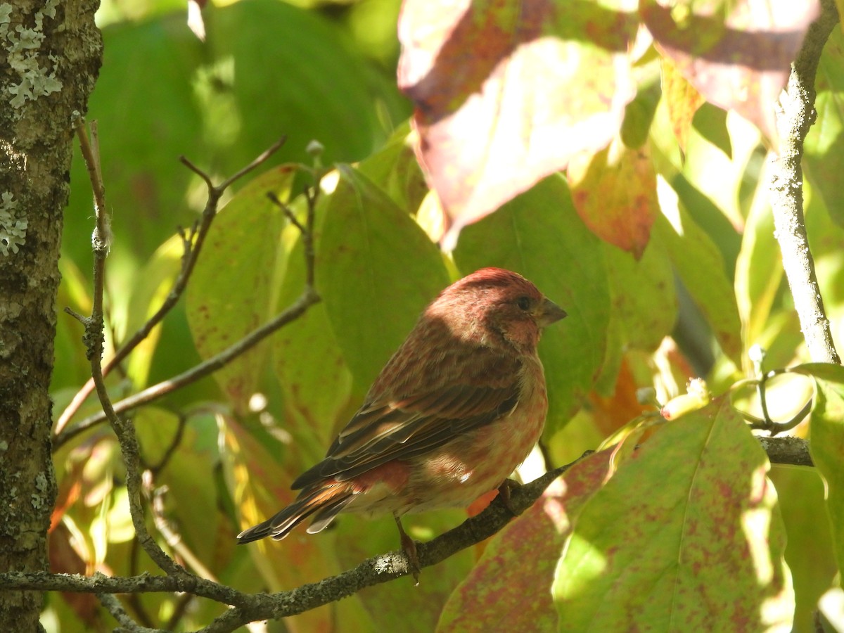 Purple Finch - ML642761305
