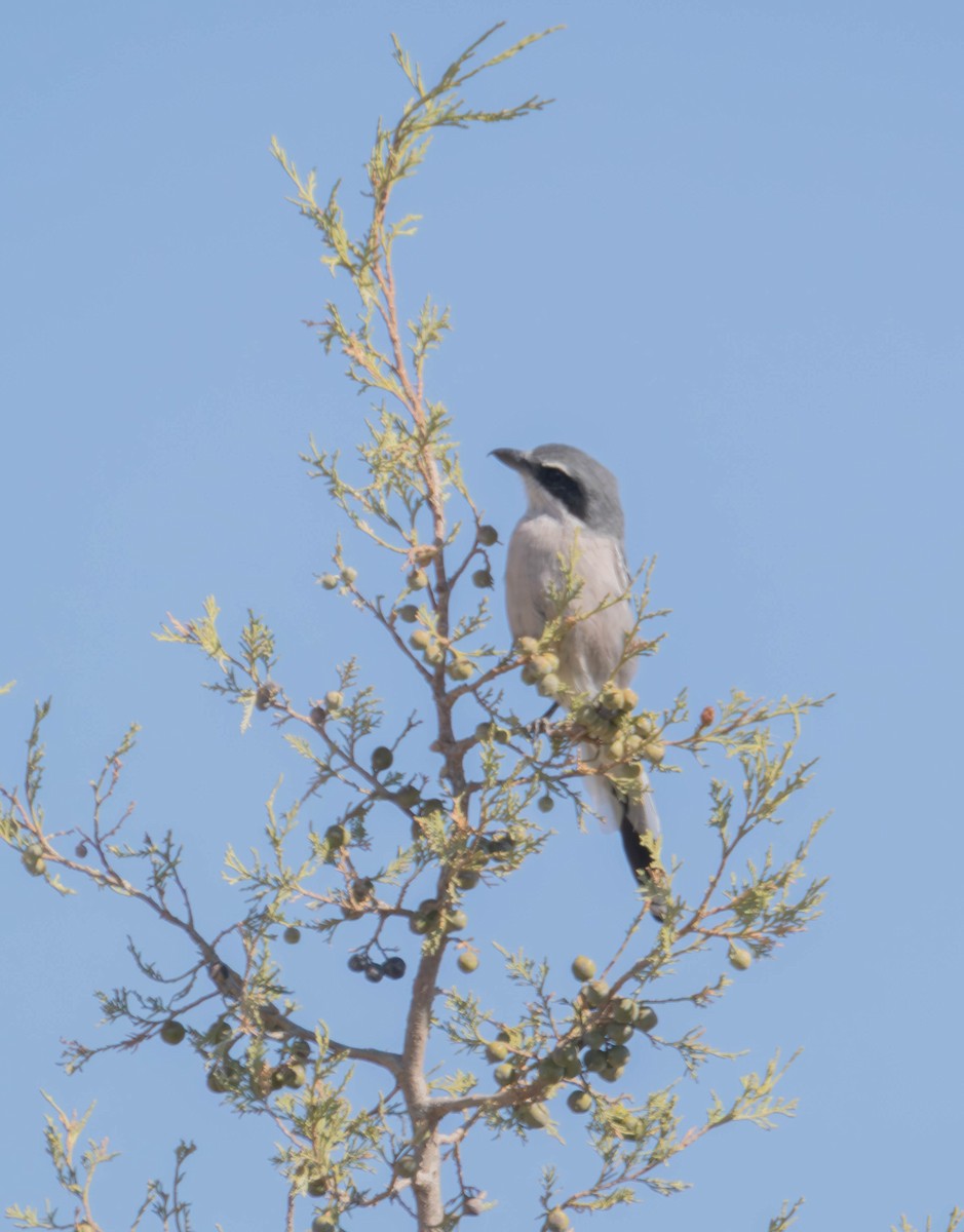 Iberian Gray Shrike - ML642761321
