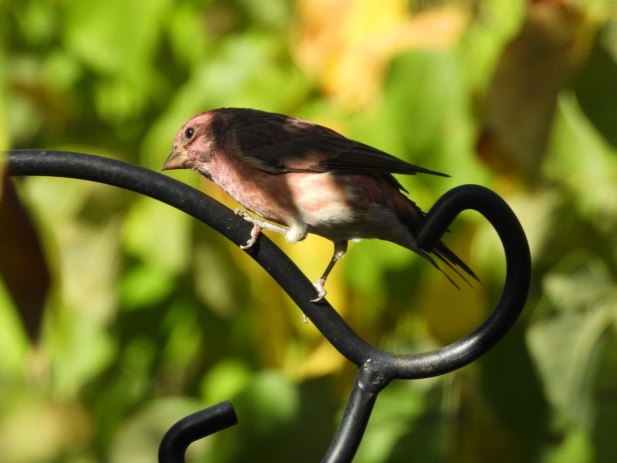 Purple Finch - ML642761329
