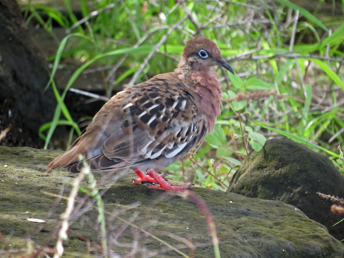 Galapagos Dove - ML642761331
