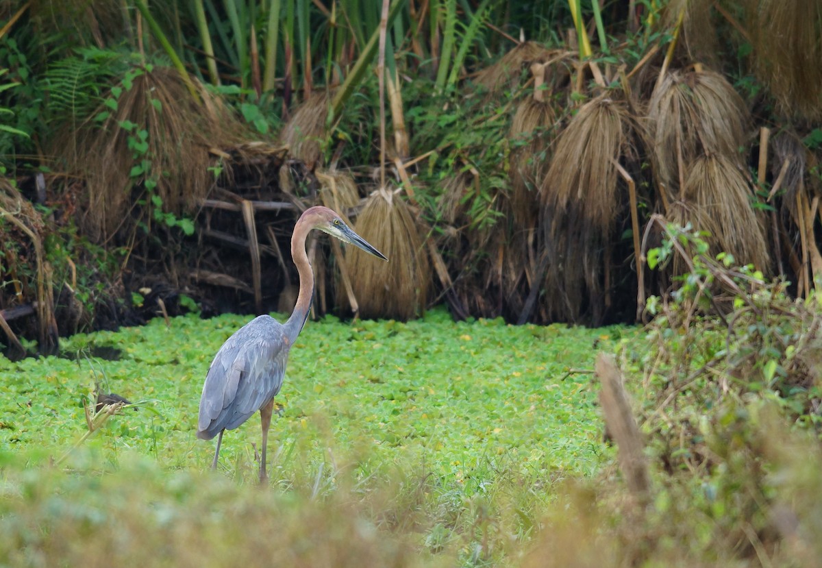 Goliath Heron - ML642761334