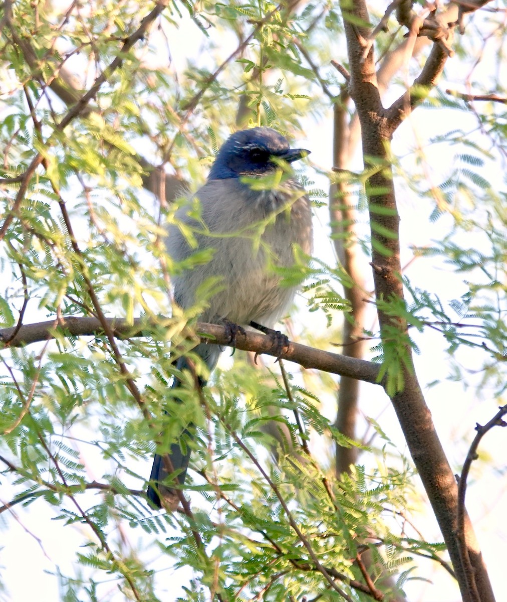 Woodhouse's Scrub-Jay - ML642761345