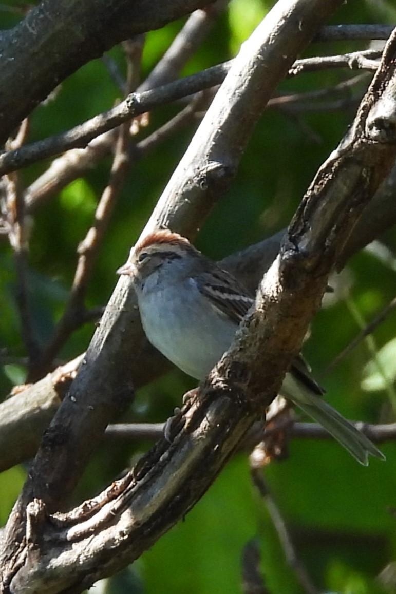 Chipping Sparrow - ML642761348