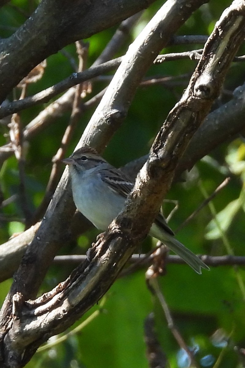 Chipping Sparrow - ML642761349