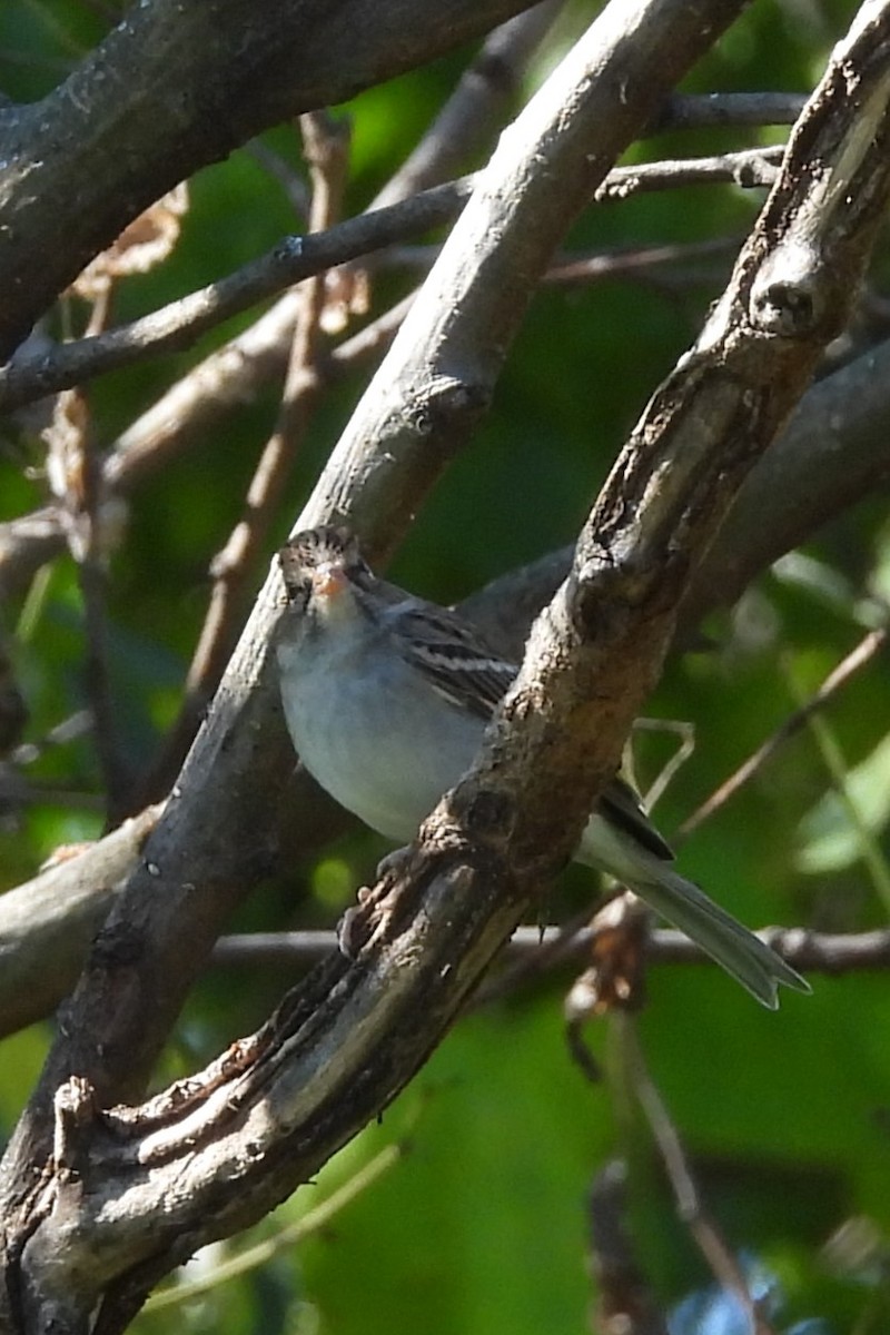 Chipping Sparrow - ML642761350