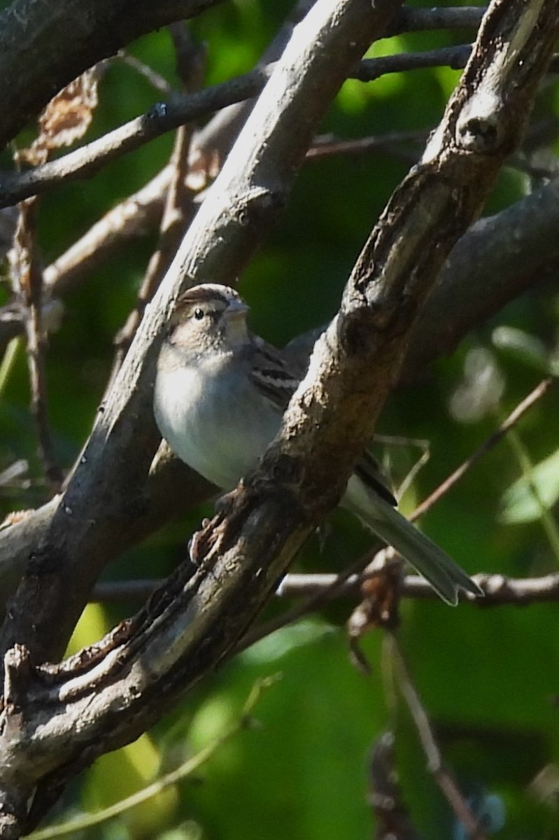 Chipping Sparrow - ML642761351