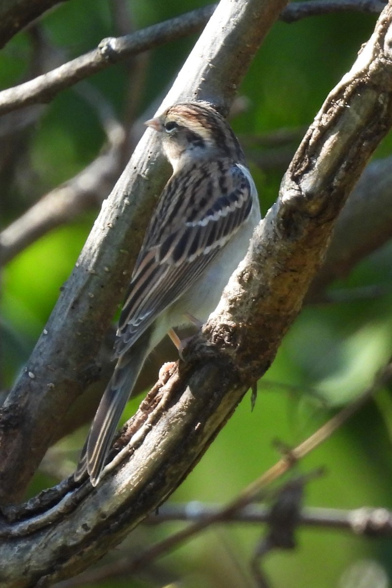 Chipping Sparrow - ML642761352