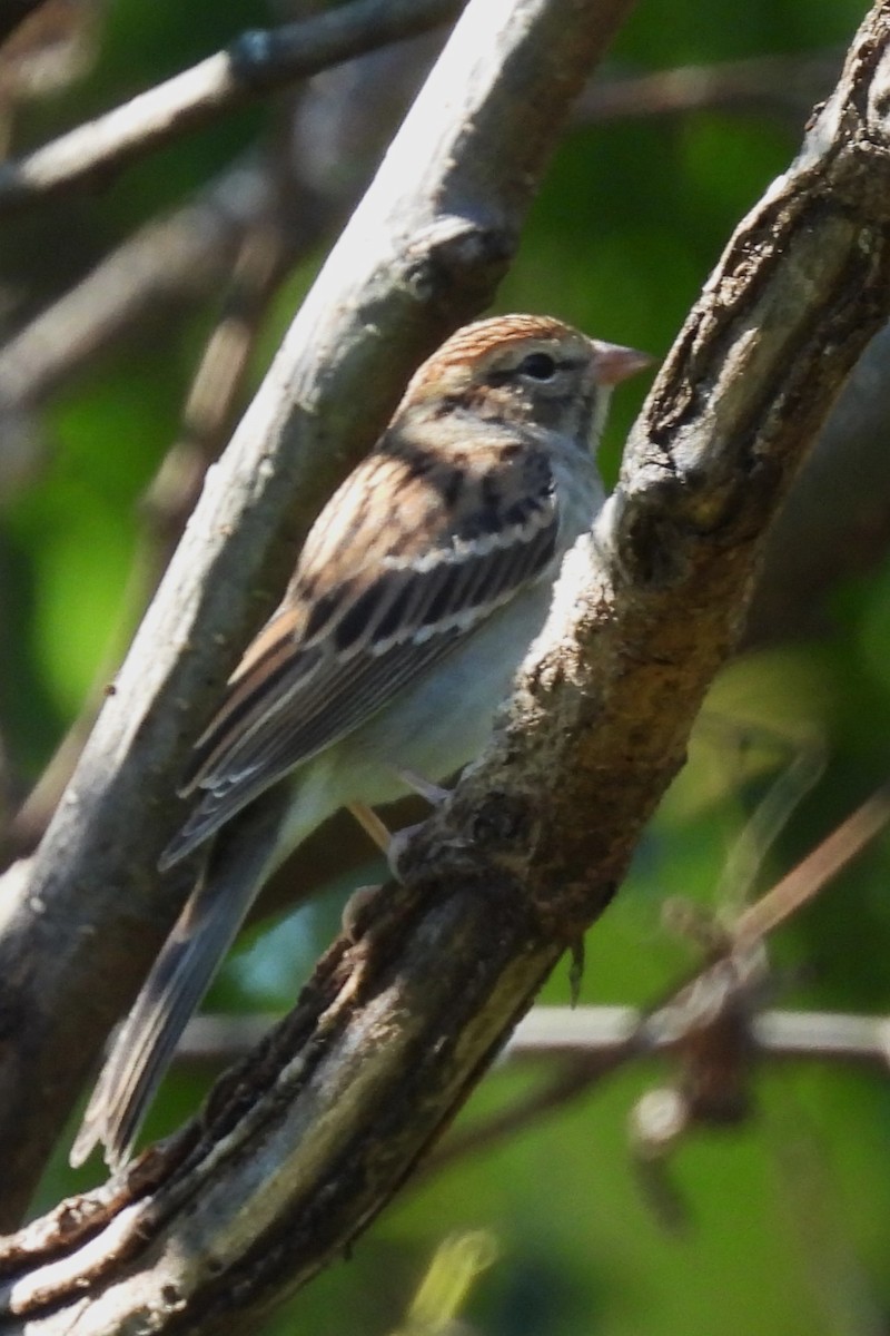 Chipping Sparrow - ML642761353