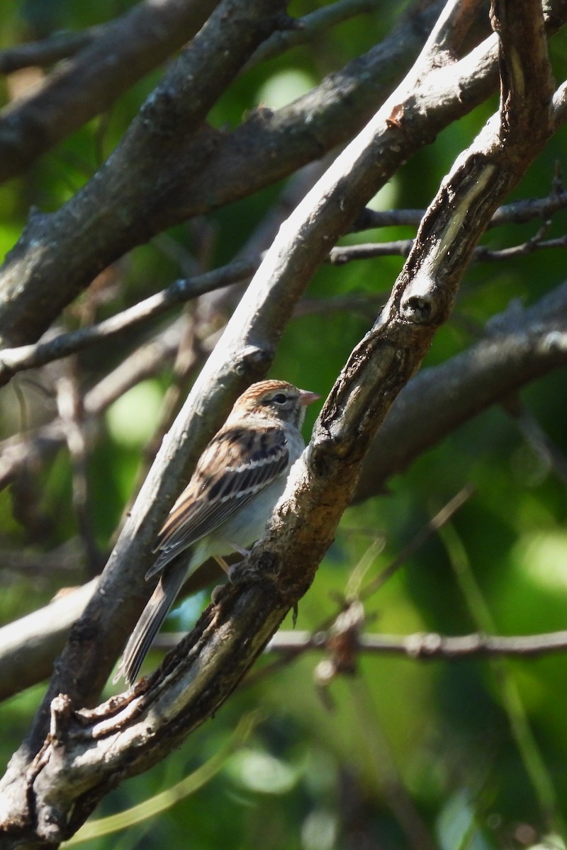 Chipping Sparrow - ML642761354