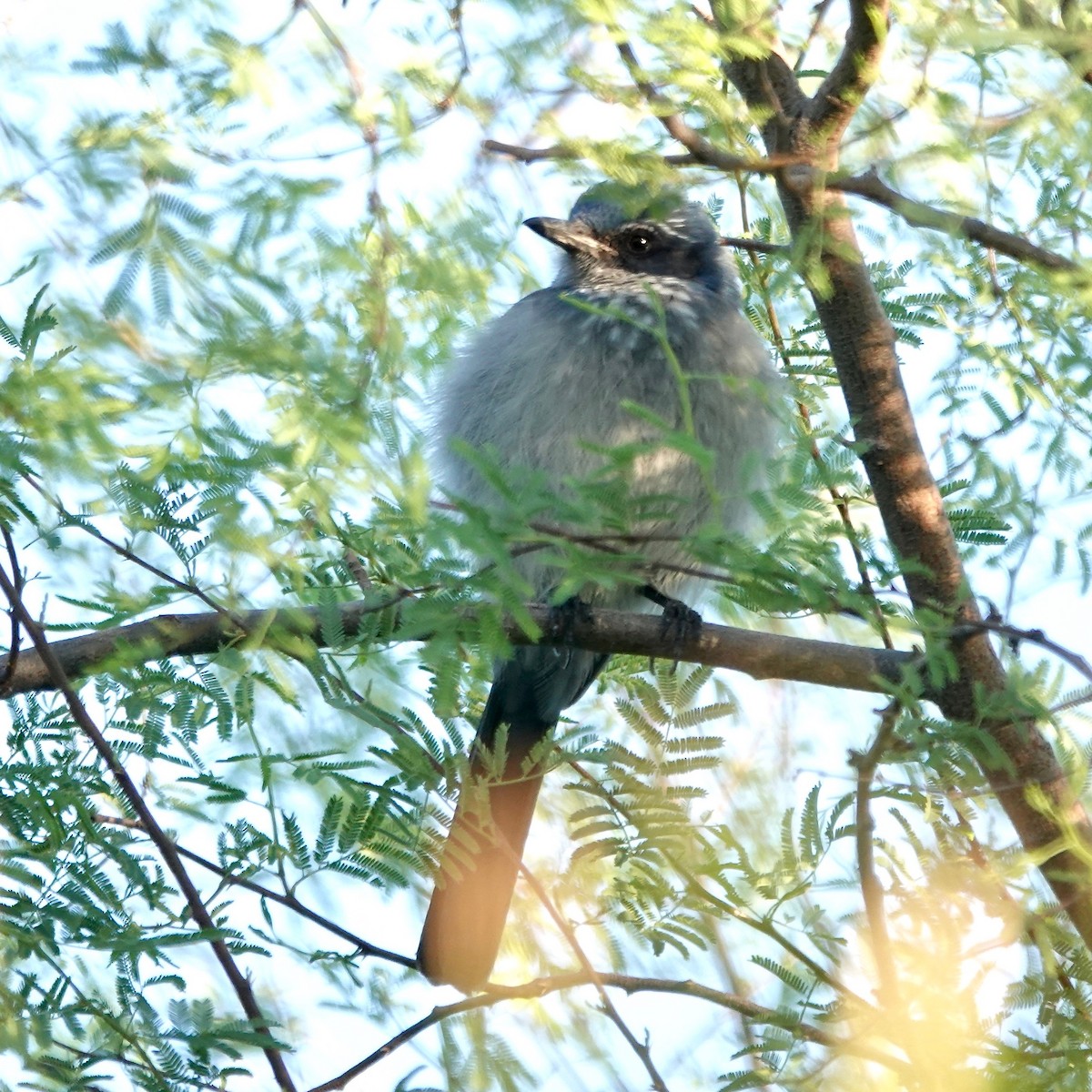 Woodhouse's Scrub-Jay - ML642761374