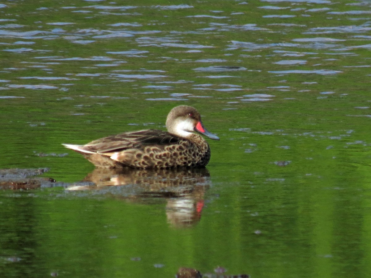 White-cheeked Pintail - ML642761376