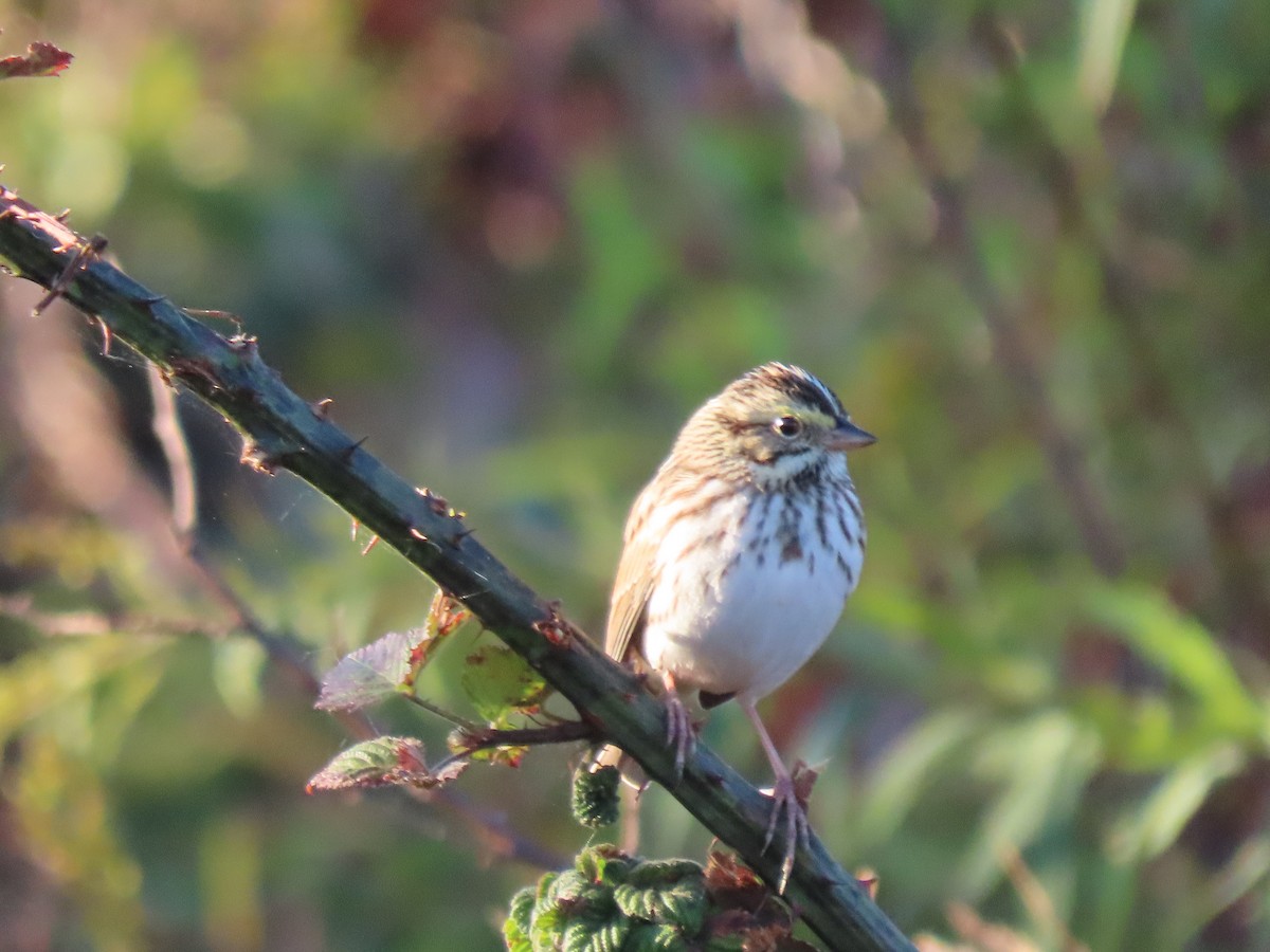 Savannah Sparrow - ML642761377