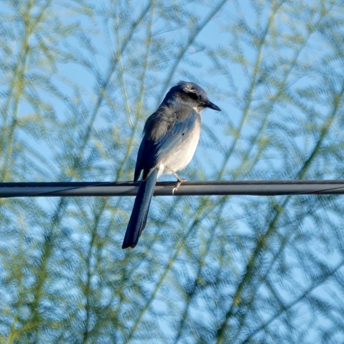 Woodhouse's Scrub-Jay - ML642761379