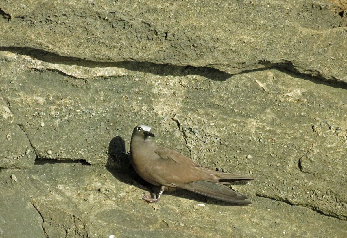 Brown Noddy - ML642761396