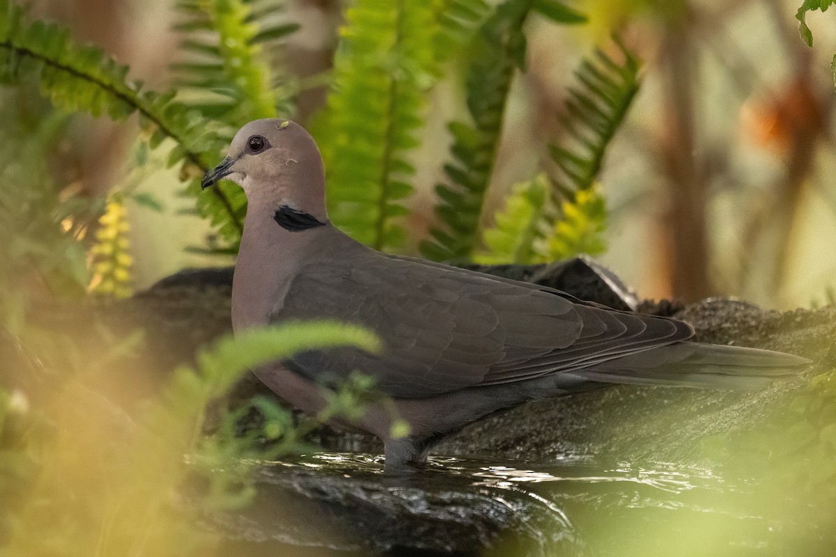 Red-eyed Dove - ML642761397