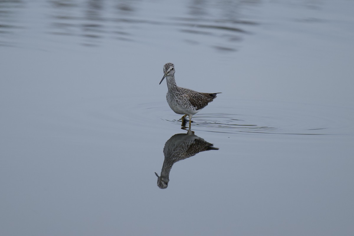 Greater Yellowlegs - ML642761409