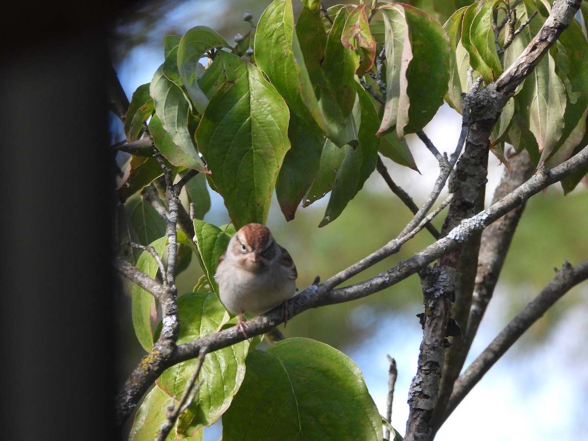 Chipping Sparrow - ML642761411