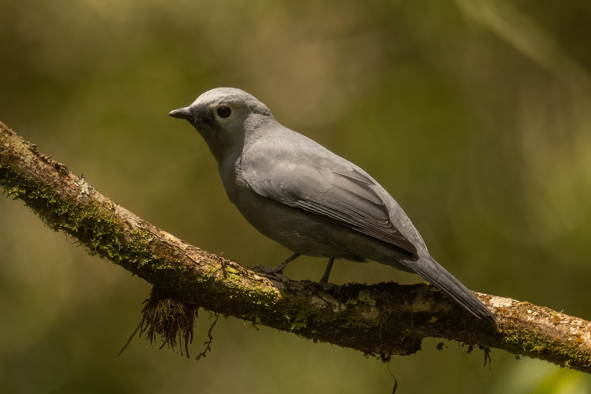 Gray Cuckooshrike - ML642761413
