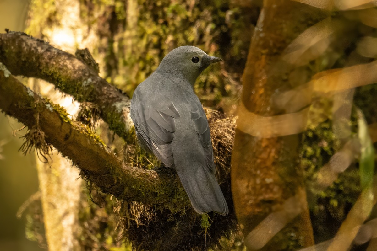 Gray Cuckooshrike - ML642761414