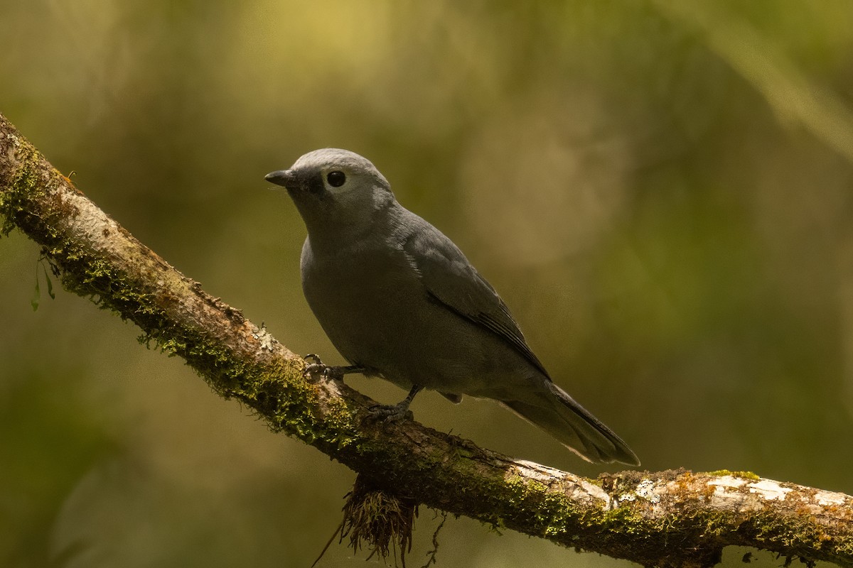 Gray Cuckooshrike - ML642761415