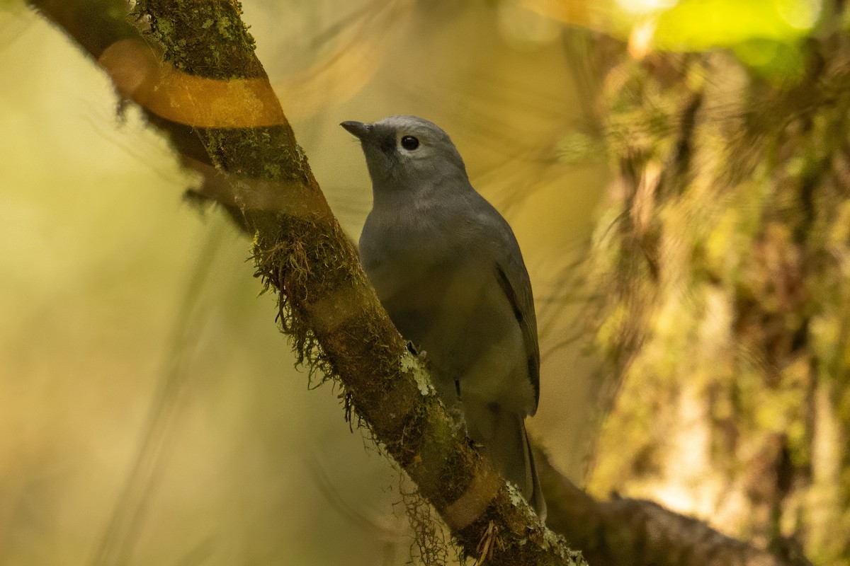 Gray Cuckooshrike - ML642761416