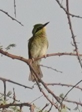 Brahminy Starling - ML642761418