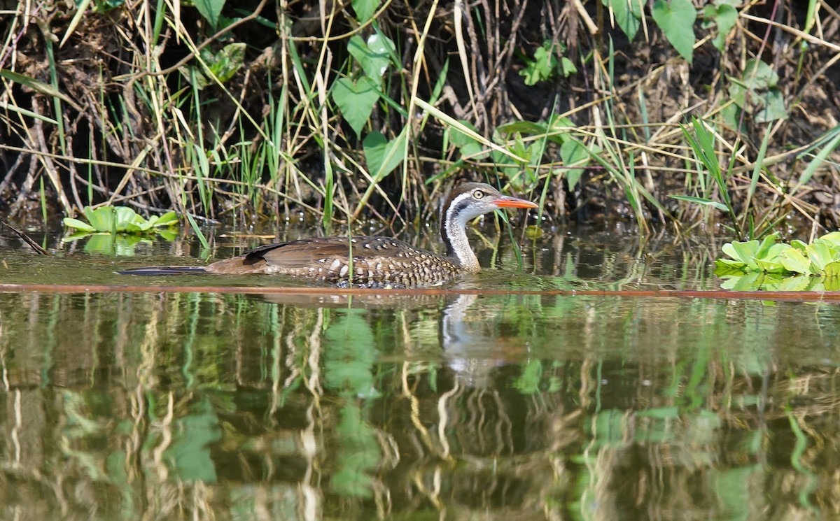 African Finfoot - ML642761425