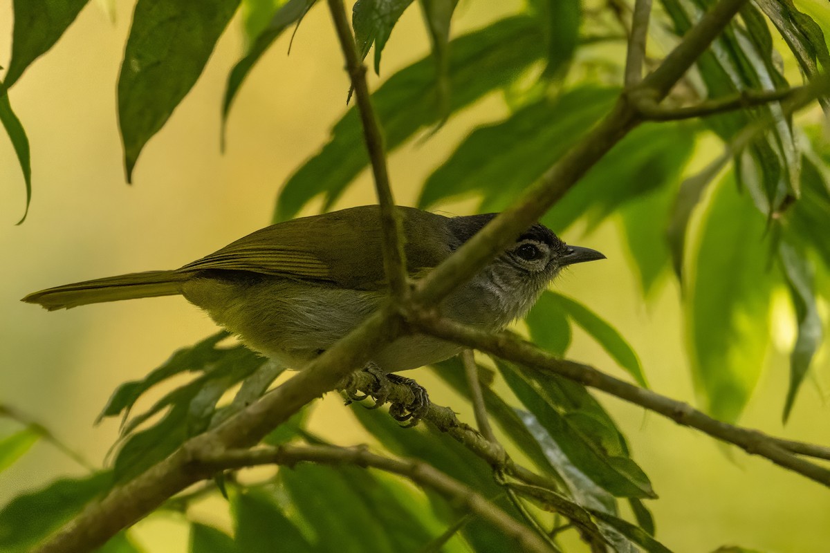 Black-headed Mountain Greenbul - ML642761446
