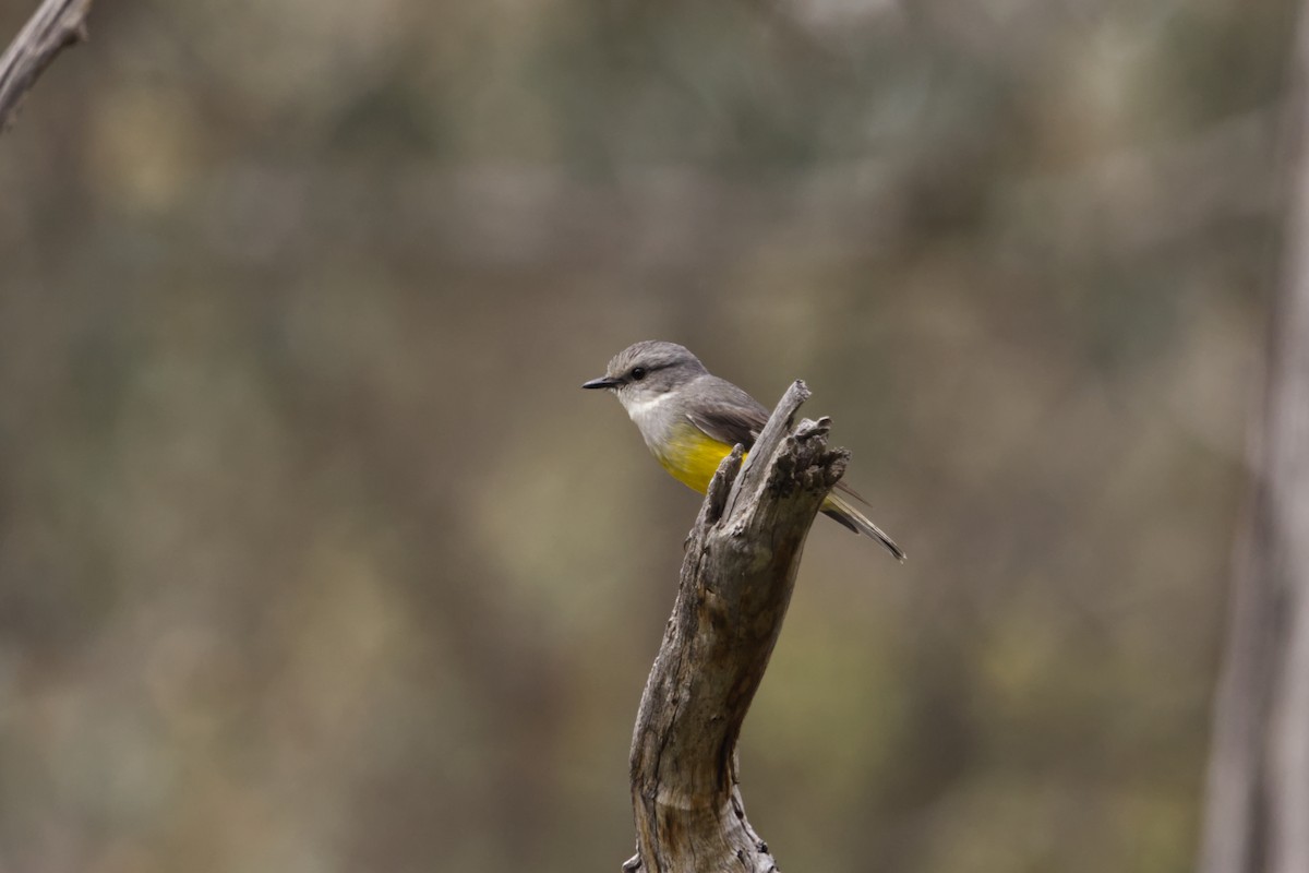 Western Yellow Robin - ML642761452