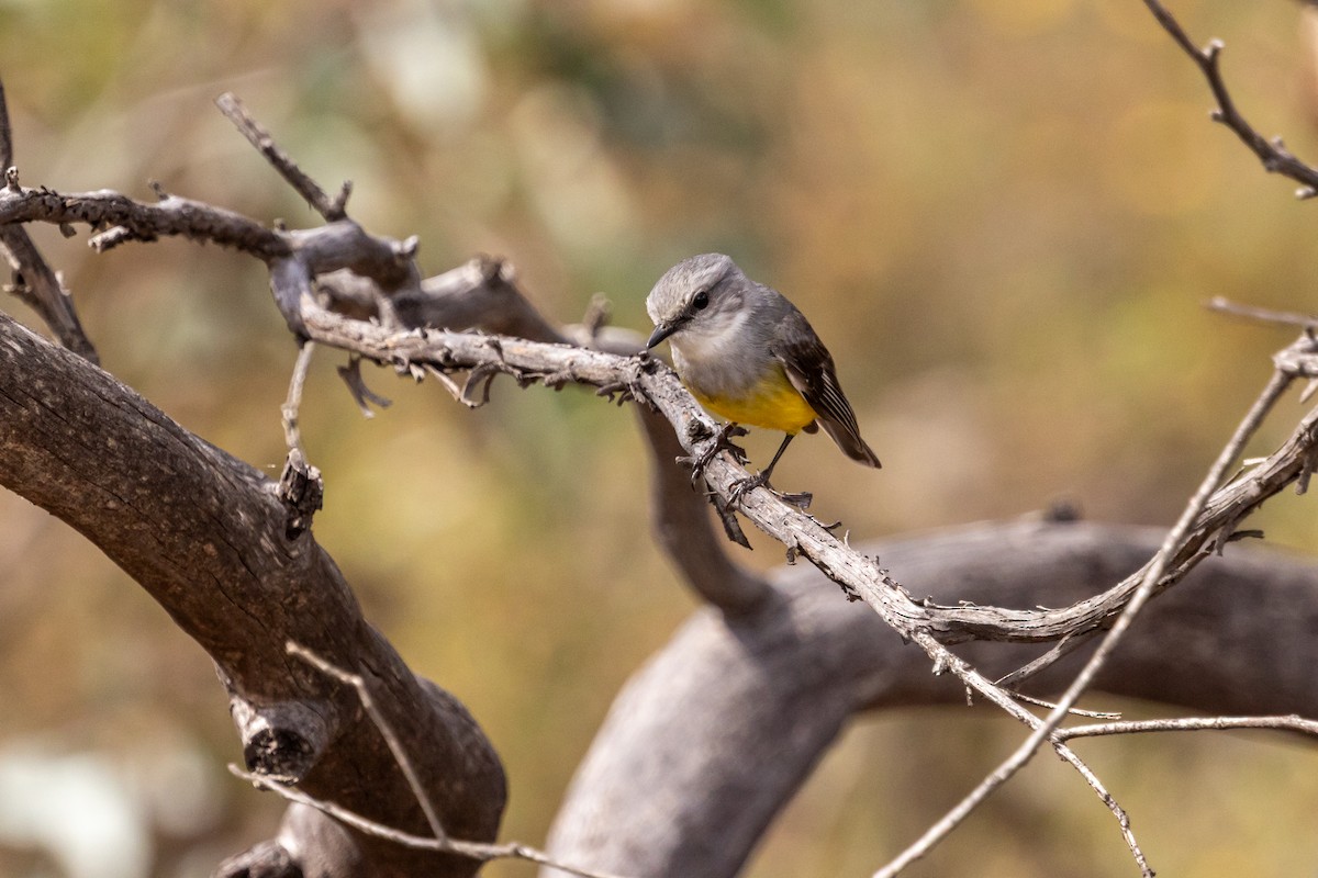 Western Yellow Robin - ML642761453