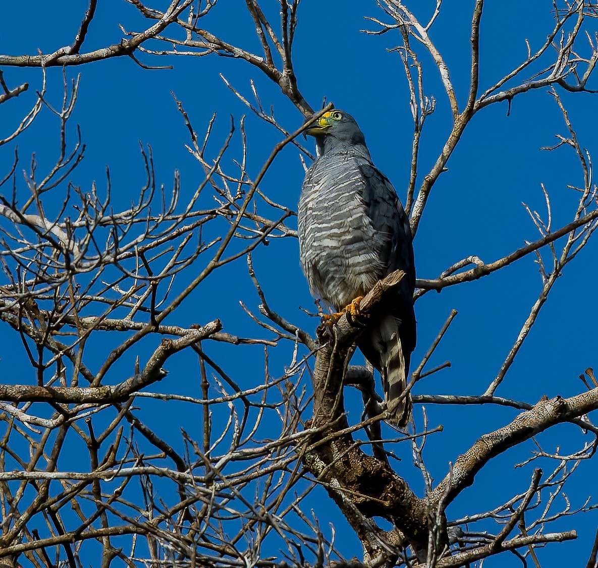 Hook-billed Kite - ML642761456