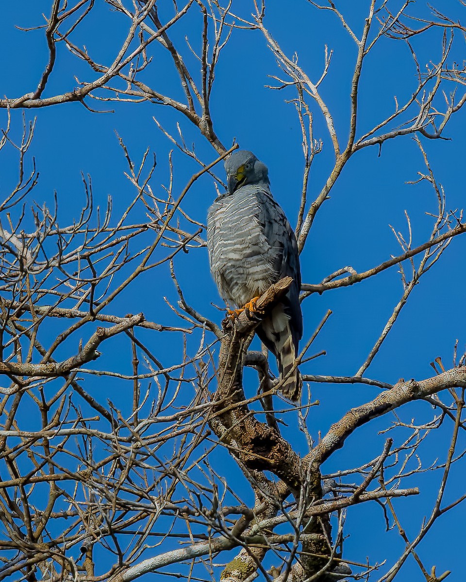Hook-billed Kite - ML642761458