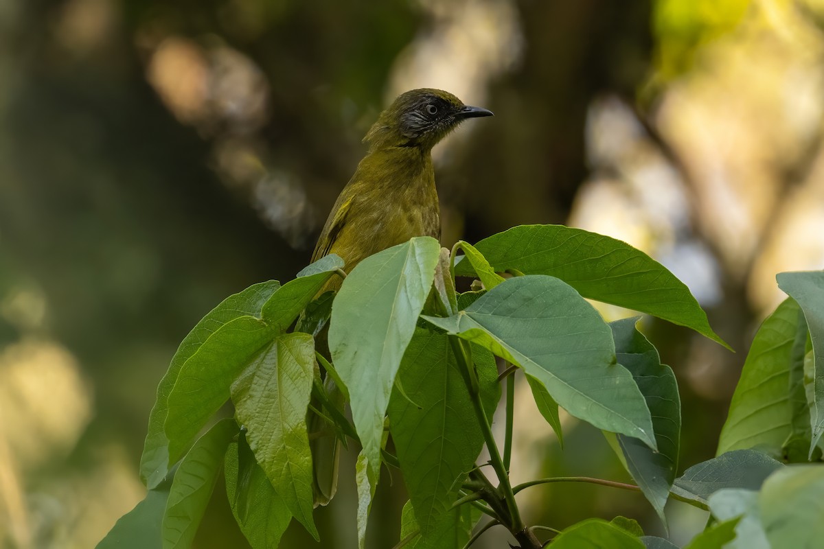 Olive-headed Greenbul - ML642761465