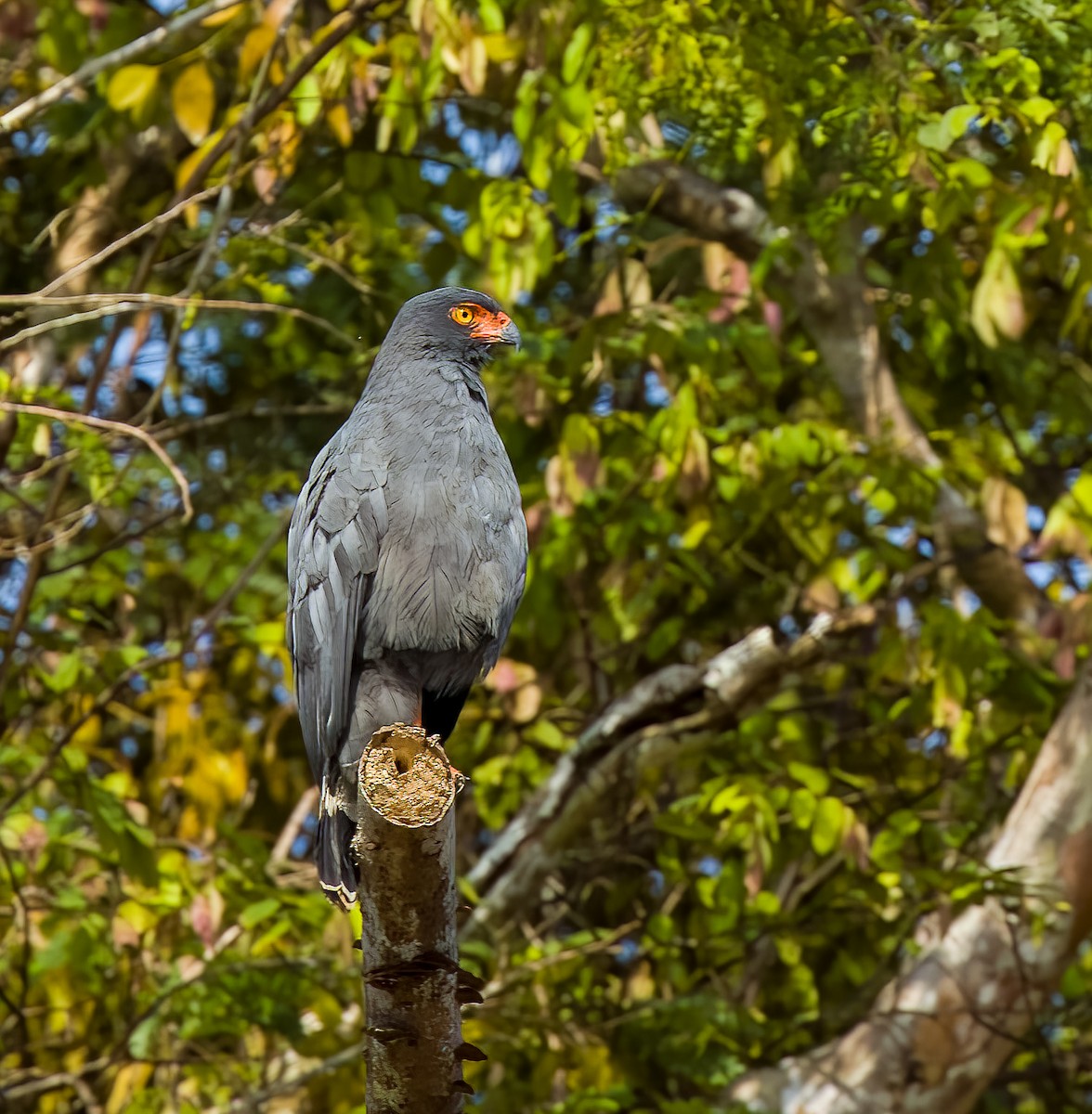 Buse ardoisée - ML642761471
