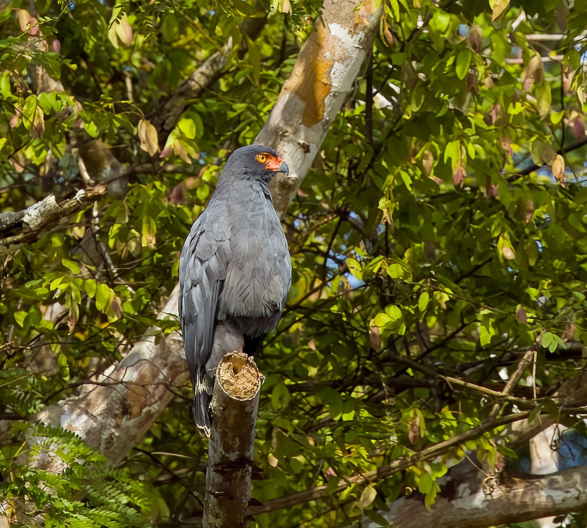 Buse ardoisée - ML642761472
